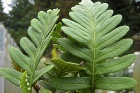 Image result for Polypodiaceae