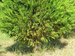 This disease can lead to the entire hedge dying off. Leyland Cypress Diseases Treating Disease In Leyland Cypress Trees Dummer Garden Manage Gfinger Is The Best Garden Manage App