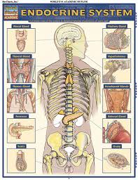 8100 24 endocrine system chart