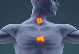 Image result for Thymus