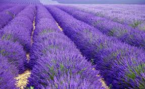 Die Besten Lavendelsorten Fur Garten Und Balkon Provence Lavendel Garten Lavendel Lavendel
