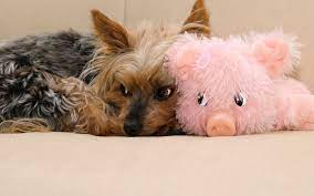 Why Does My Dog Snort Like A Pig 8 Possible Causes