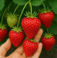 Comprar Sementes de Morango Sensação