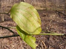 Image result for Smilax  tamnoides