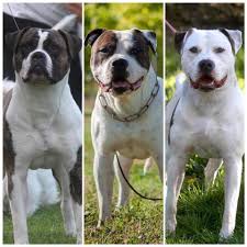 They are now used on animal farms, dog sports, and for showing.they are part of american culture and history, and may be used as a cultural icon for the united states. Sprenkels American Bulldogs Home Facebook
