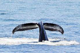 Maybe you would like to learn more about one of these? Whale Watching In Maine 6 Favorite Spots New England Today