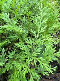 Image result for Selago whyteana