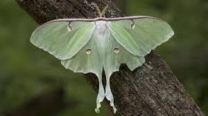 Typically, it has a wingspan of roughly 114 mm (4.5 in), but can exceed 178 mm (7.0 in), making it one of the larger moths in north america. Luna Moth Missouri Department Of Conservation