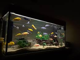 Correct Aquarium Water Temperature