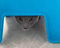 Russian Blue cat hidingの画像