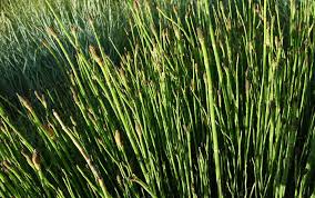 Image result for Equisetum