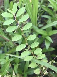 Image result for Phyllanthus fraternus