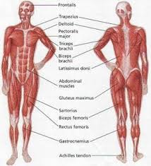 Womens Muscular Anatomy Human Body Muscles Muscle