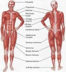 womens muscular anatomy human body muscles muscle