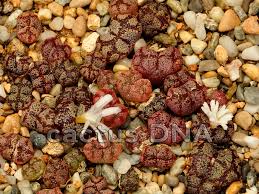 Image result for Chlorophytum nubicum