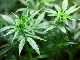 Annual irs figures find taxpayers under age 35 accounted for less than. Is Marijuana Toxic To Cats