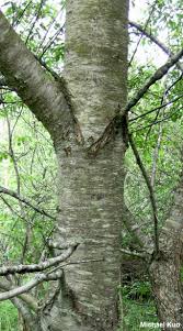 Image result for Prunus serotina