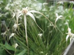 Image result for Rhynchospora gracillima