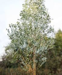 Eukalyptus Azura Baume Garten Eukalyptus Azura Eukalyptus