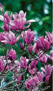 Filmy 4k i hd dostępne natychmiast na dowolne nle. Magnolias Bloom Dispels Gloom Pressreader