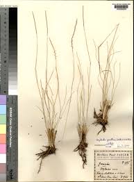 Image result for Carex mildbraediana