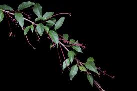 Image result for Petiveriaceae