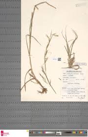 Image result for Loudetia kagerensis