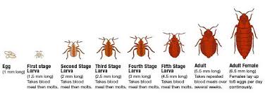 Hot shot bedbug & flea fogger kills bed bugs, fleas, lice, ticks and other listed insects. Hot Shot Bed Bug Spray Is Effective When Used Correctly