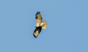 とりとりディレクター - FC2