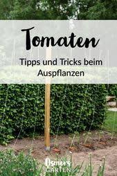 Tomaten Vermehren Pflegen Ernten Teil 5 Auspflanzen Und Rankhilfe Diy O Auspflanzen Diy Ernten Pfl Tomato Trellis Cucumber Gardening Planting Pots