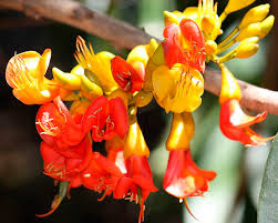 Flowers poisonous to dogs australia. Gallery The Most Poisonous Plants In Australia Australian Geographic