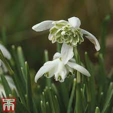 Check spelling or type a new query. Snowdrop Double Flowered Thompson Morgan