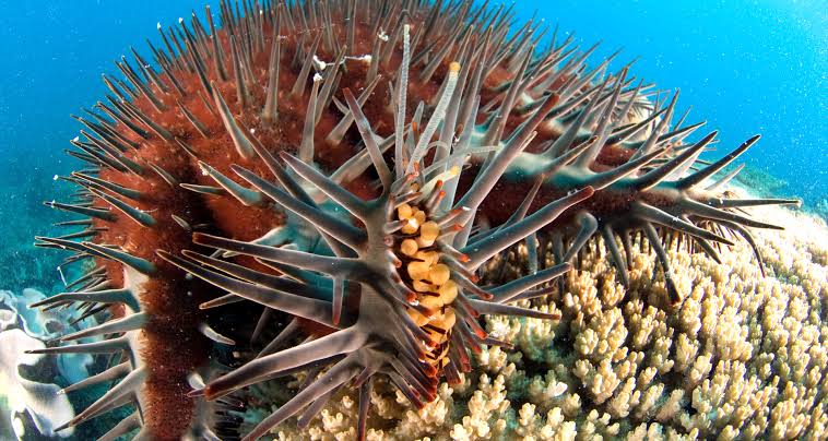 Mga resulta ng larawan para sa Crown of Thorns Starfish, Coral killer"