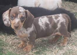 Get a puppy on a discount Sandcreek Pets Veterinarian Family Raised Akc Puppies For Sale In Oklahoma