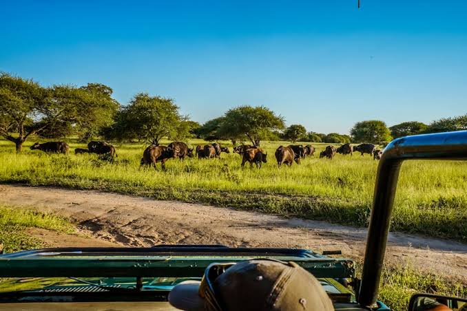 Hoedspruit: la capital de los safaris de Sudáfrica ✔️ | Viatu Travel