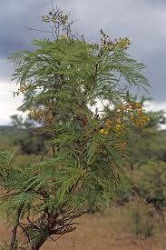 Image result for Acacia amythethophylla