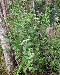 Image result for Mikaniopsis