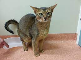 My male cat has started doing this, he's coming up on four years & i got him neutered not that long i think it's a dominance thing because he still sometimes sprays in the house. Do Male Cats Spray After Being Neutered Let S Answer The Question