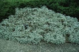 FPS-601/FP601: Veronica spp. Wooly Speedwell, Speedwell