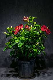 Image result for Hibiscus Red 2017 Vito