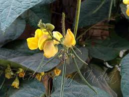 Image result for Vigna umbellata