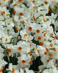 Daffodil Geranium Top Size Bulbs Bulb Flowers Narcissus Flower Daffodil Bulbs