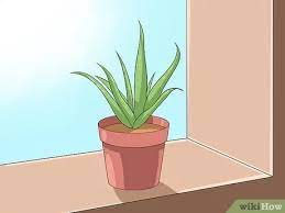 If the answer to any of these questions is yes, then consider bringing home. How To Care For Your Aloe Vera Plant 10 Steps With Pictures