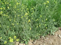 Image result for Sisymbrium orientale