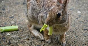 So are there any nuts that cats and dogs can eat? Can Rabbits Eat Celery The Nature Trail