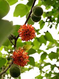 Image result for Broussonetia