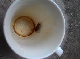 I grind my own beans, but my husband i could smell the roach's bad odor in the coffee and thought it was where they kept it that roaches. Does Coffee Contain Roaches Cockroach Zone