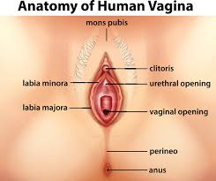 Why Is My Vagina “Fat”? Different Shapes & Types Of Vaginas