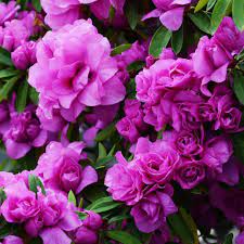 Azalea Amelia Rose 2 5qt U S D A Hardiness Zones 7 9 1pc National Plant Network Hybrid Tea Roses Rose Like Flowers Tea Roses