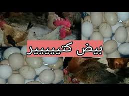 pin on تربية الدجاج